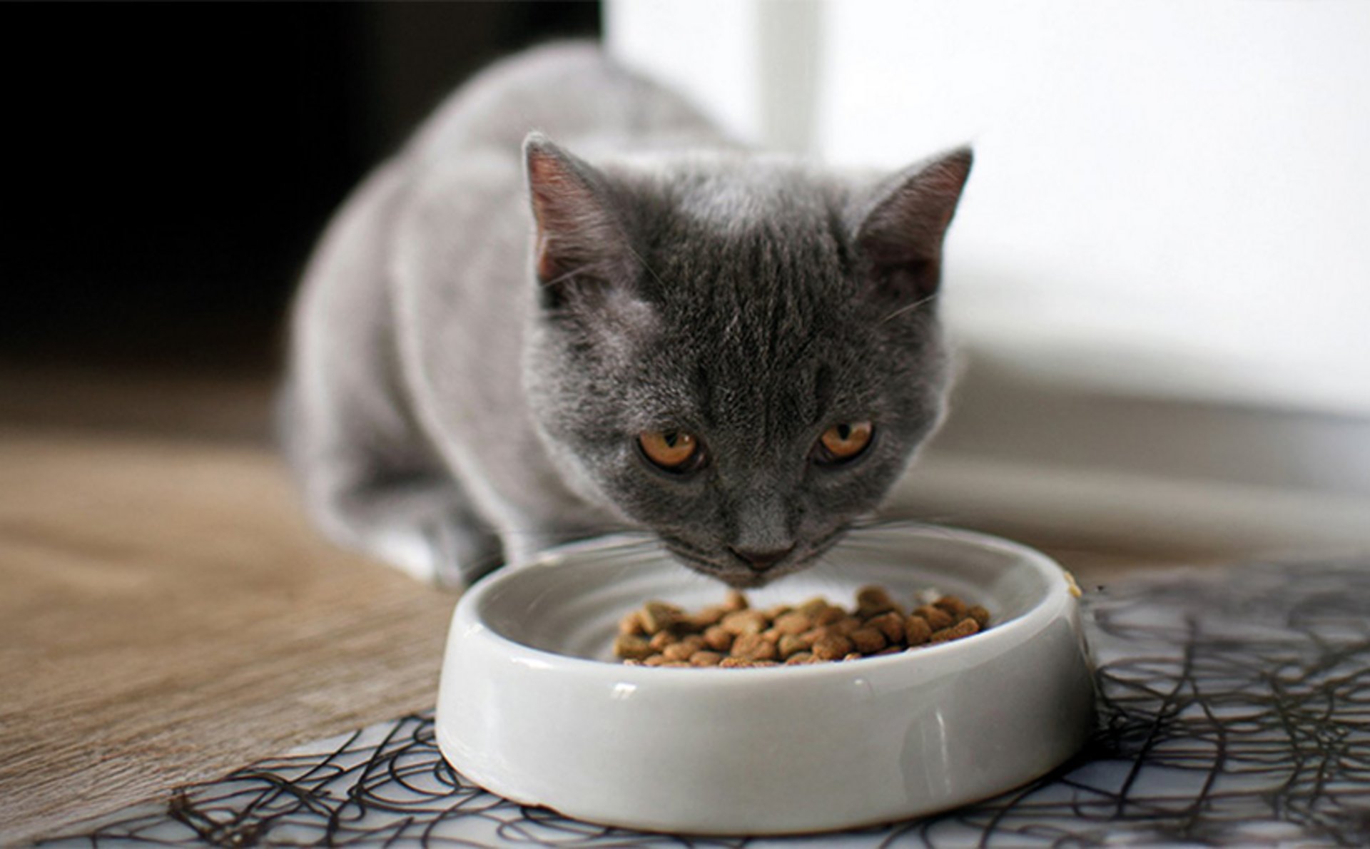 Katze isst Katzenfutter